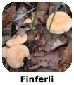 Finferli